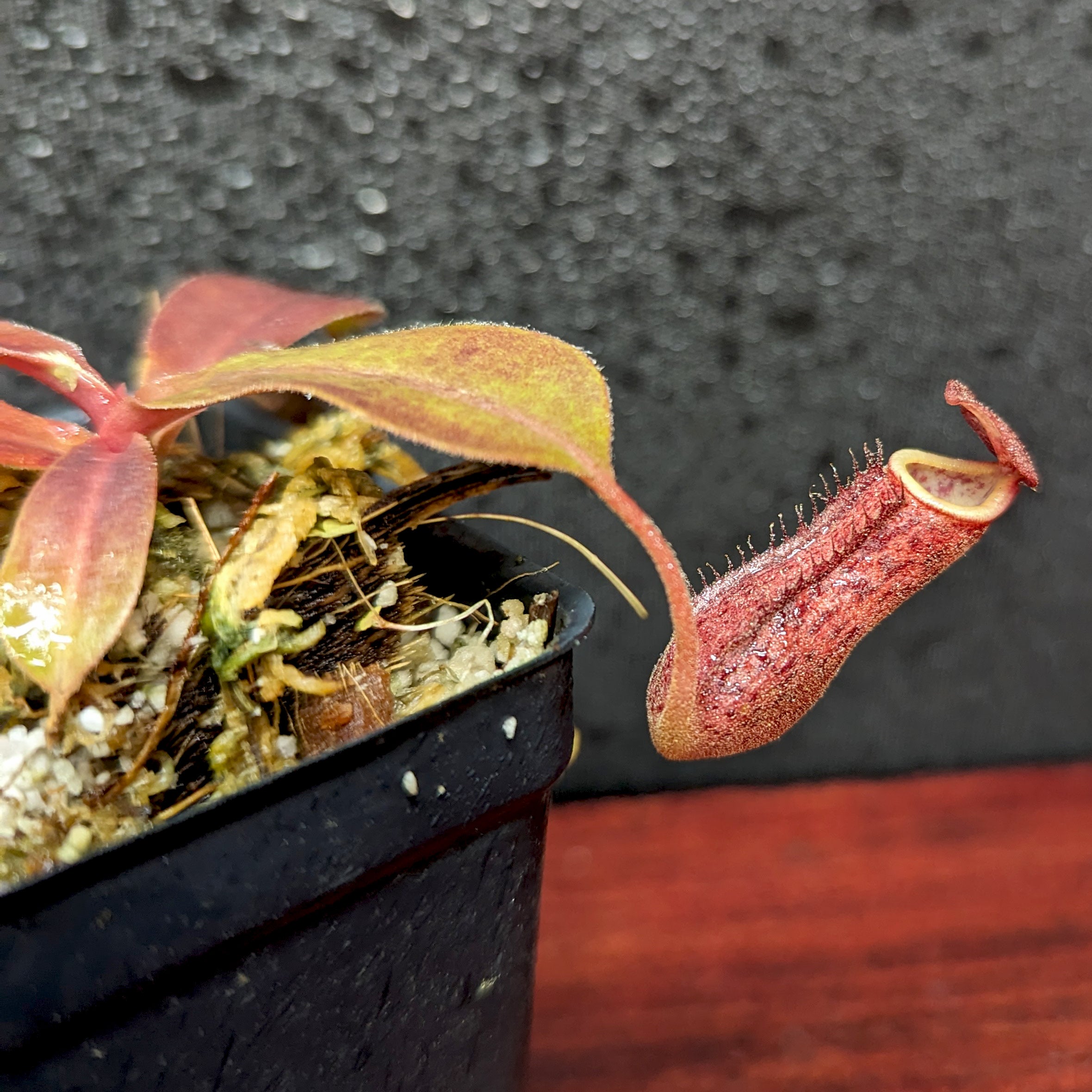 Nepenthes Maggie Jones x [(lowii x veitchii) x boschiana] -Queens