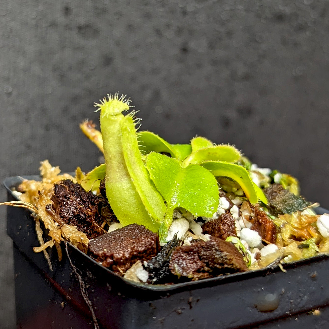 Nepenthes truncata JB x lowii Kinabalu, CAR-0401 – Carnivero