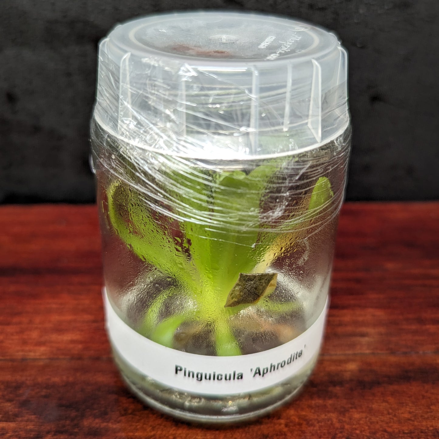 Pinguicula 'Aphrodite' Butterwort Tissue Culture Flask