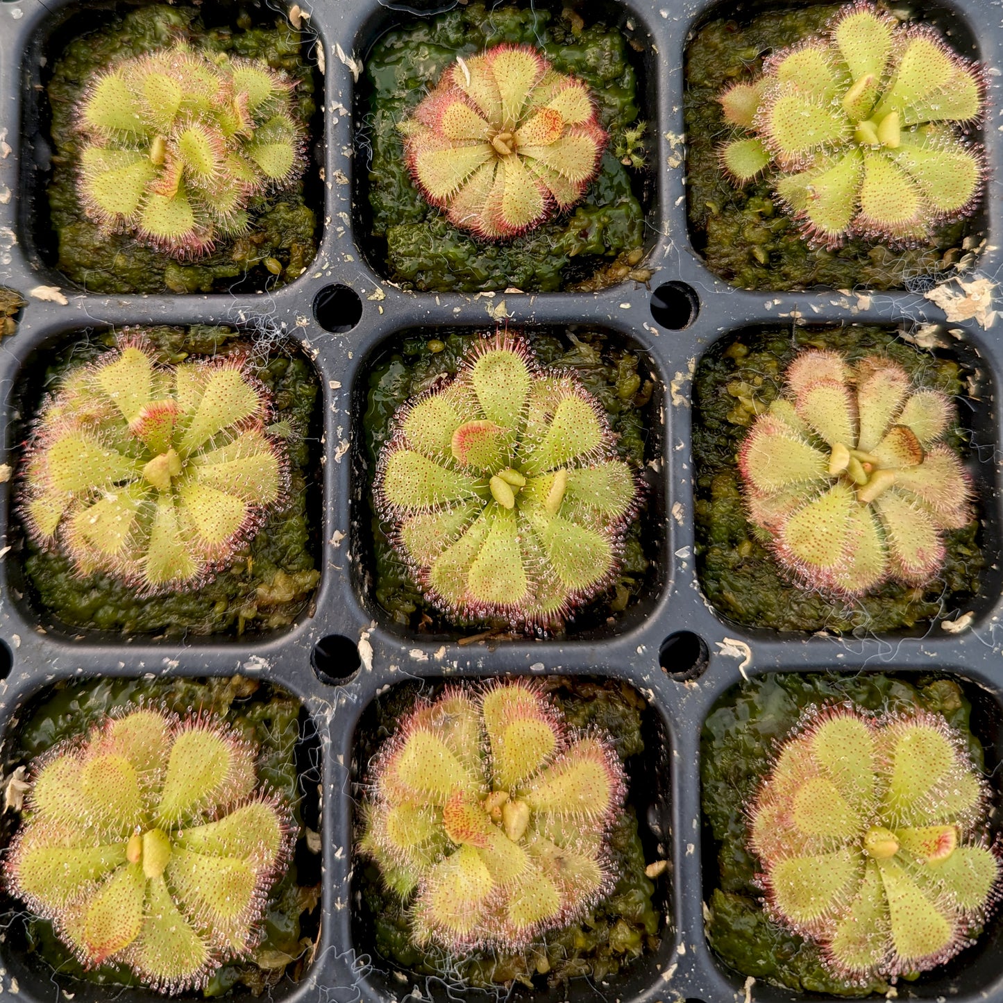 Drosera admirabilis, Floating Sundew