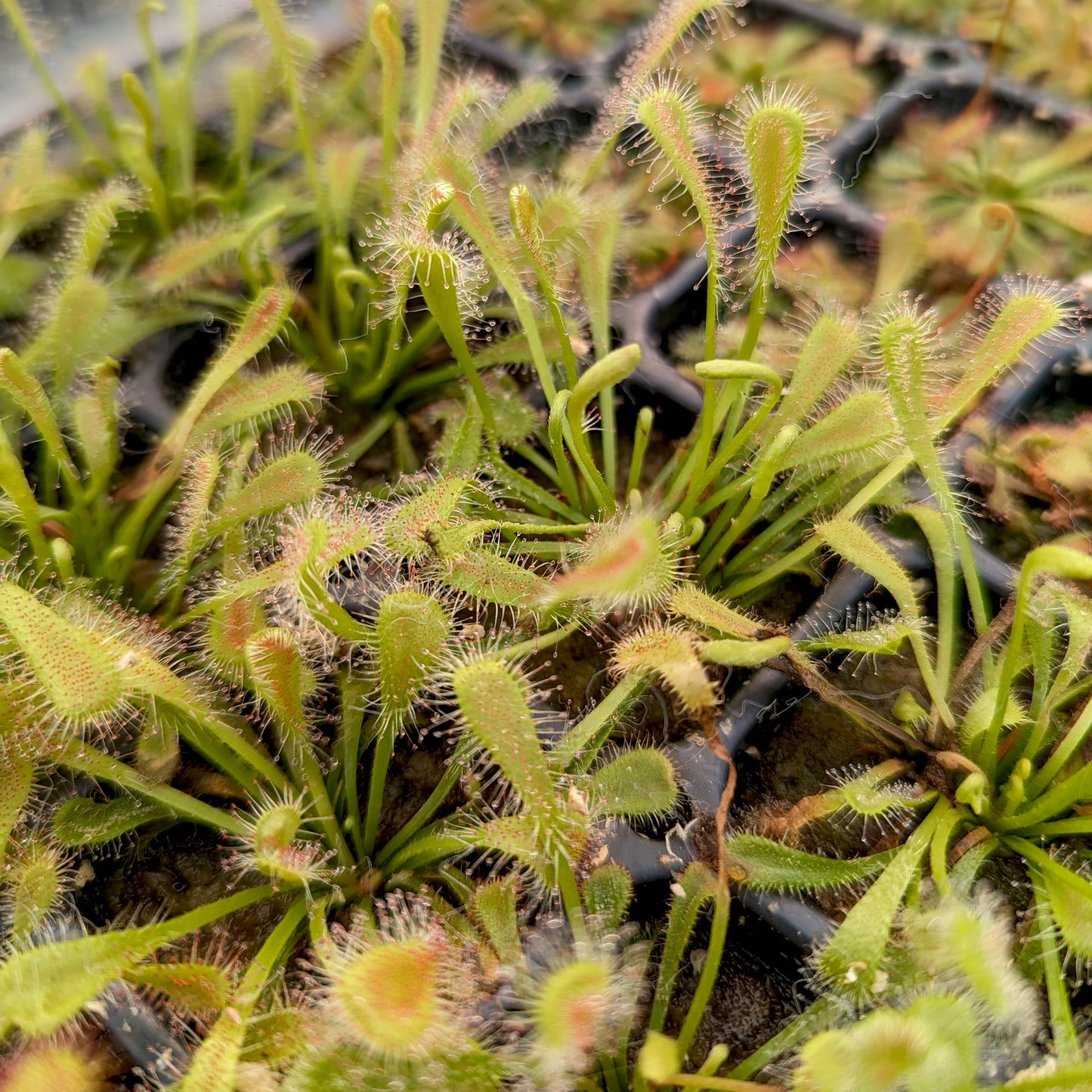 Drosera nidiformis, Nestle-Leafed Sundew