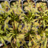 Drosera nidiformis, Nestle-Leafed Sundew