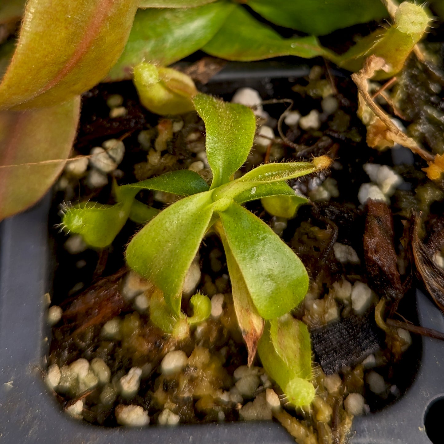 Nepenthes 'Whisper' x veitchii 'Cobra', CAR-0410