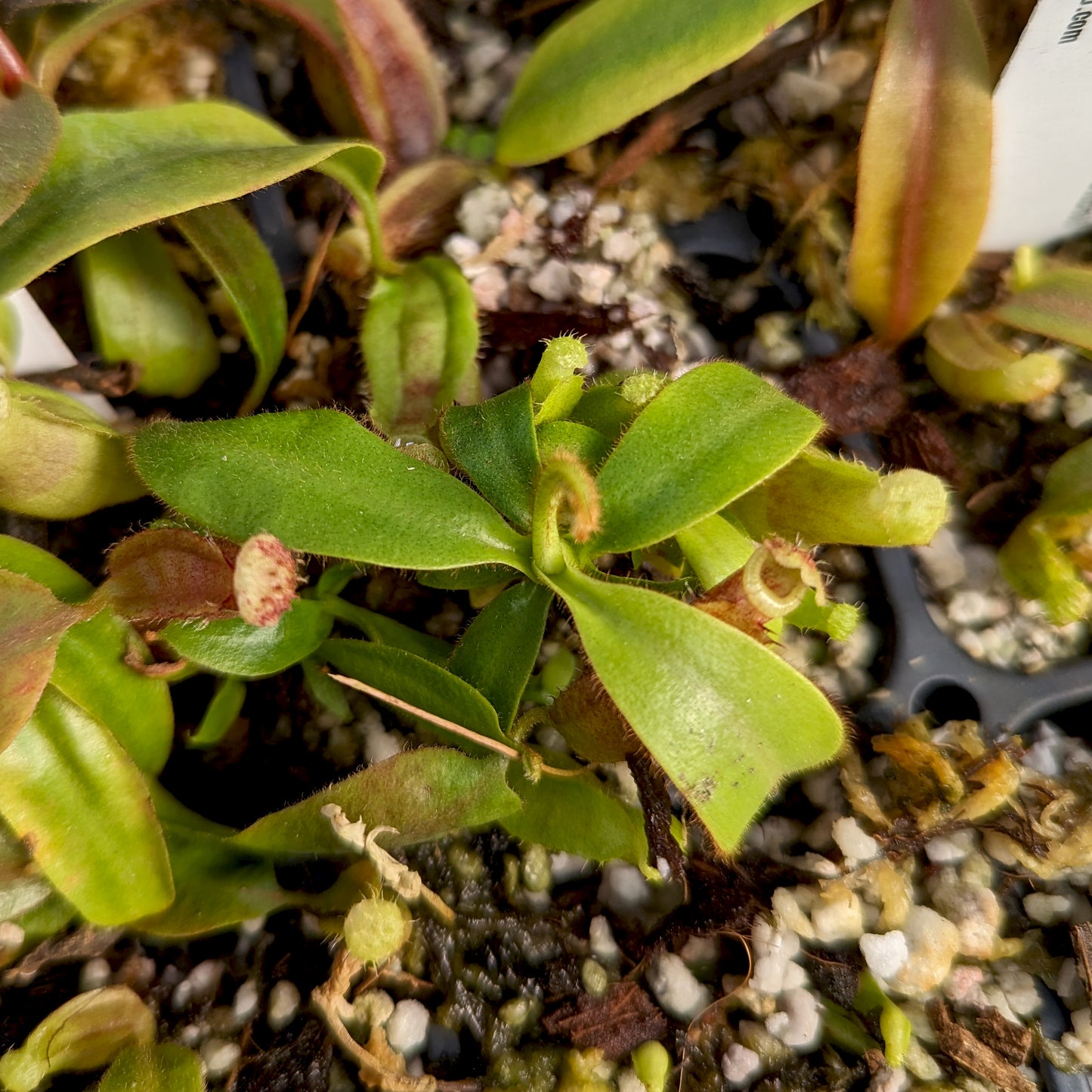 Nepenthes 'Whisper' x veitchii 'Cobra', CAR-0410