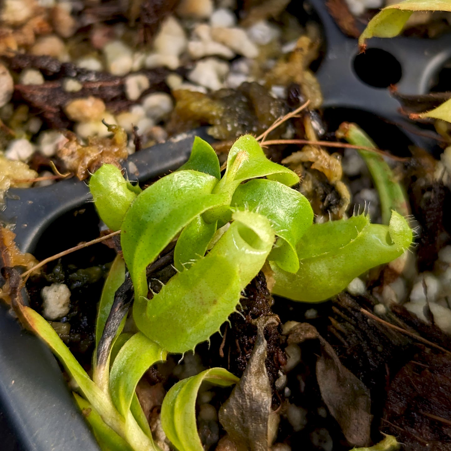 Nepenthes (maxima x campanulata) x veitchii Bareo Squat, CAR-0411