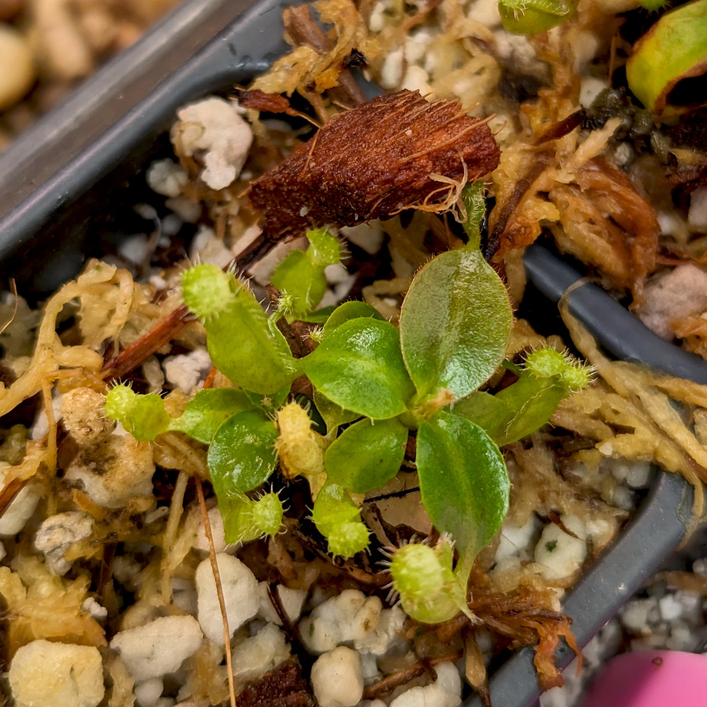 Nepenthes (maxima x campanulata) x 'Leviathan', CAR-0405