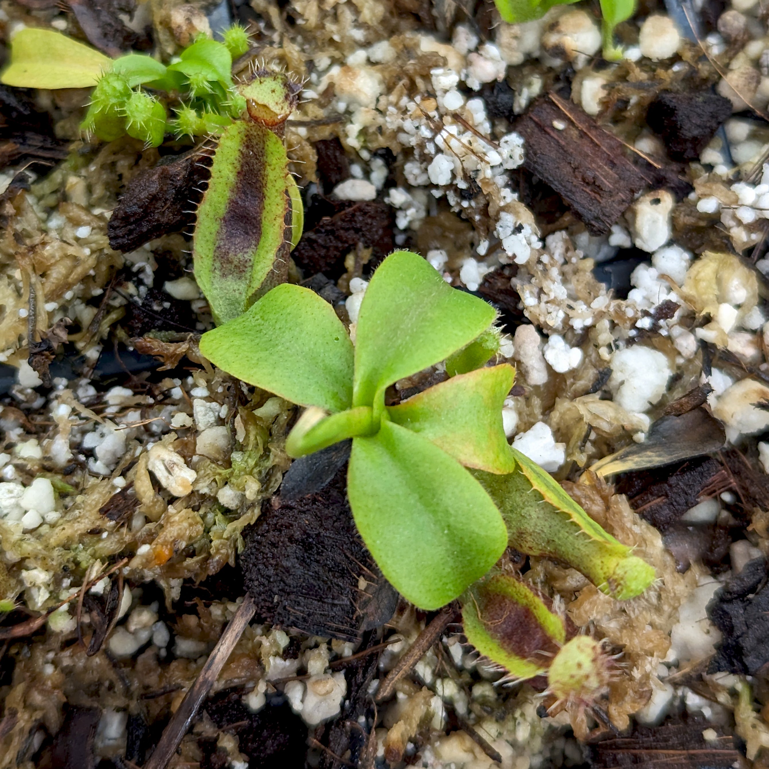 Nepenthes naga x truncata (d), CAR-0418 – Carnivero