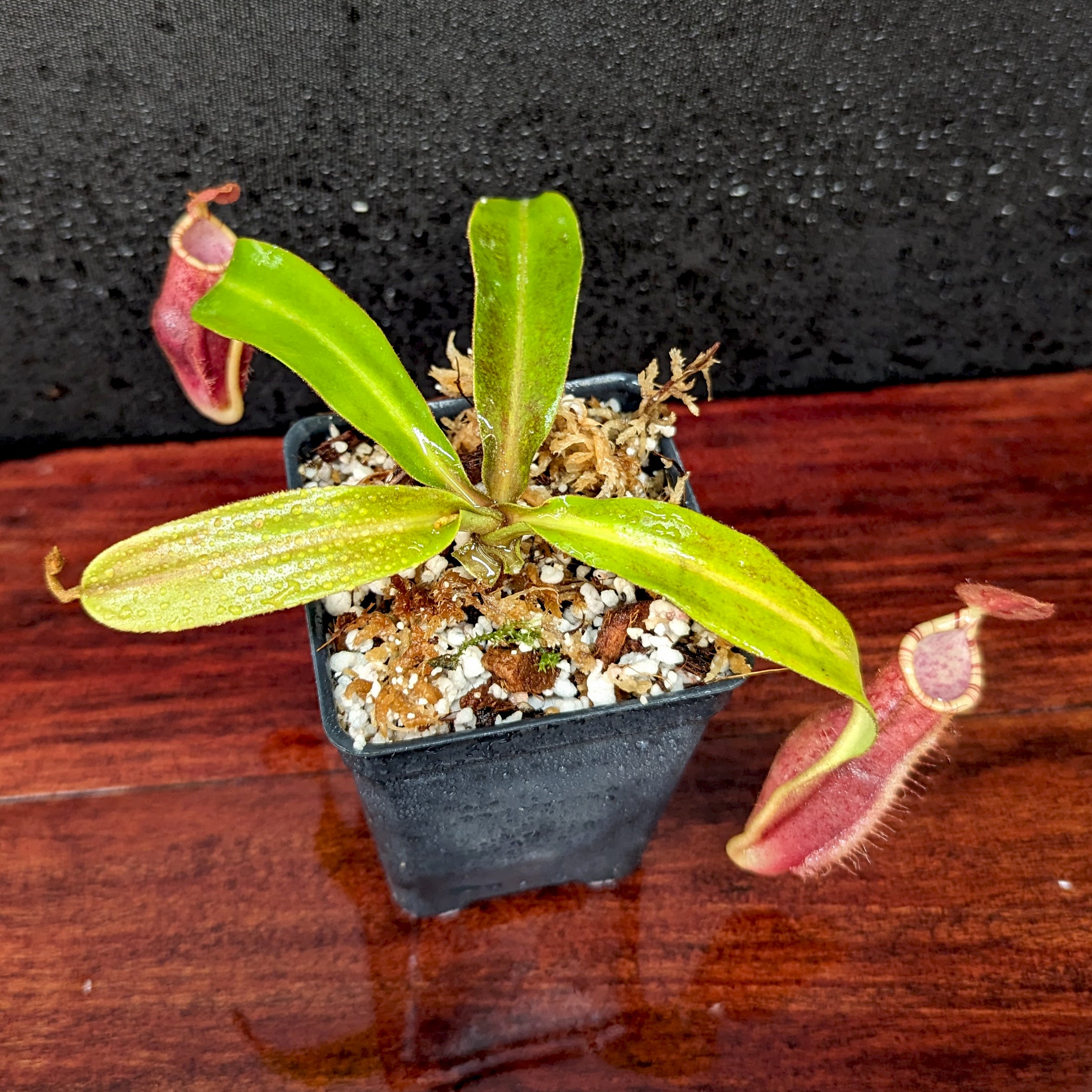 Nepenthes [(Viking x ampullaria) x northiana] x [(lowii x veitchii