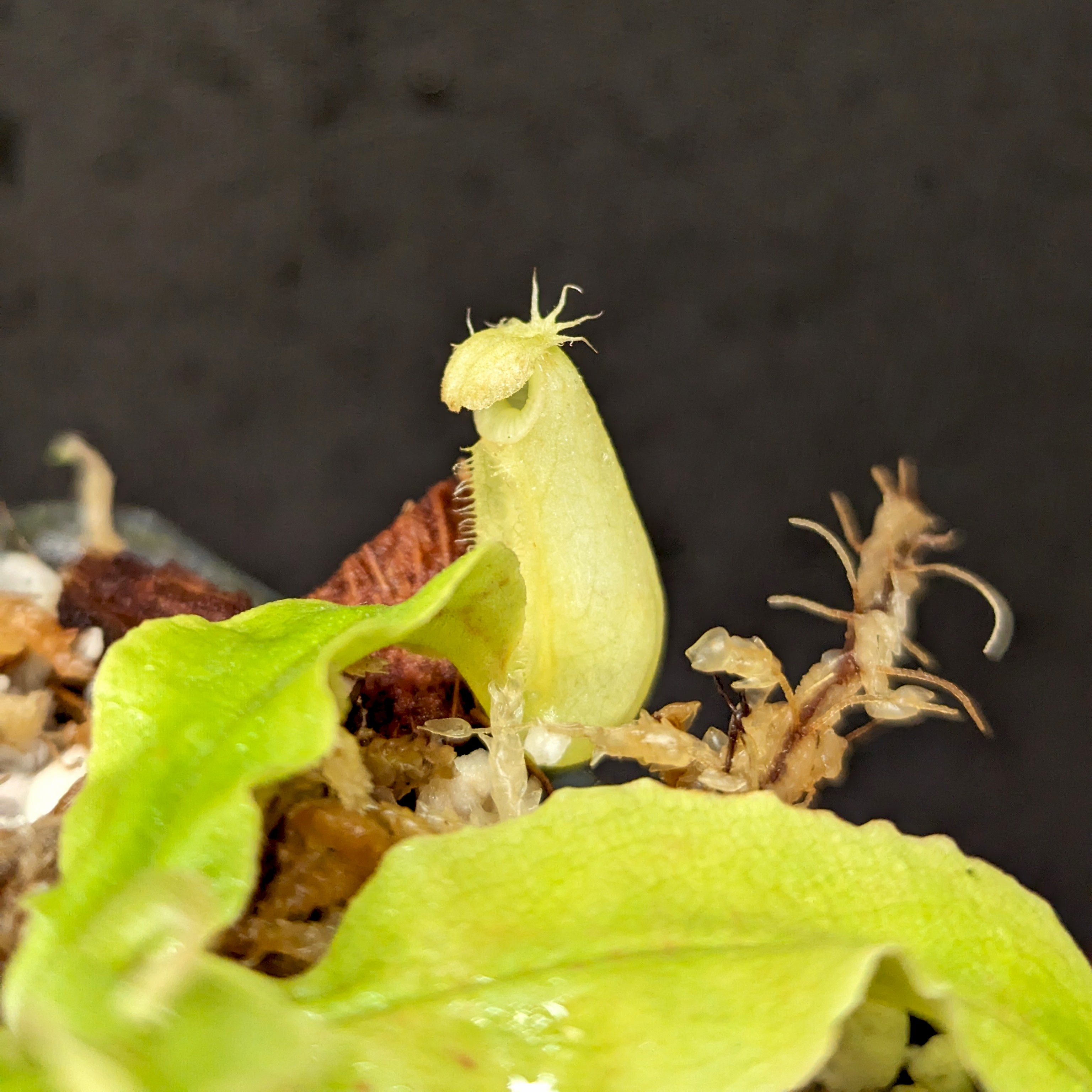INORANESPエドワーズ Nepenthes echinostoma x edwardsiana, CAR-0421 – Carnivero