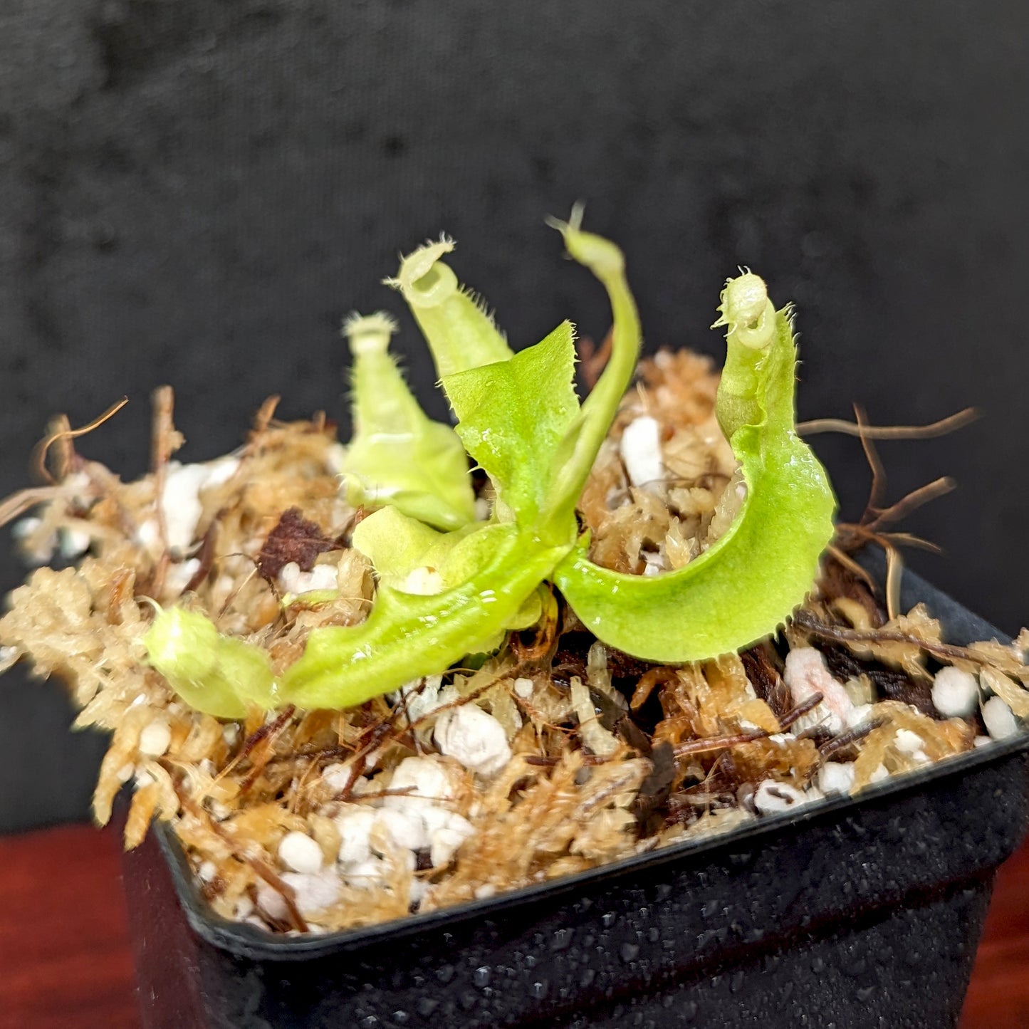 Nepenthes echinostoma x edwardsiana, CAR-0421