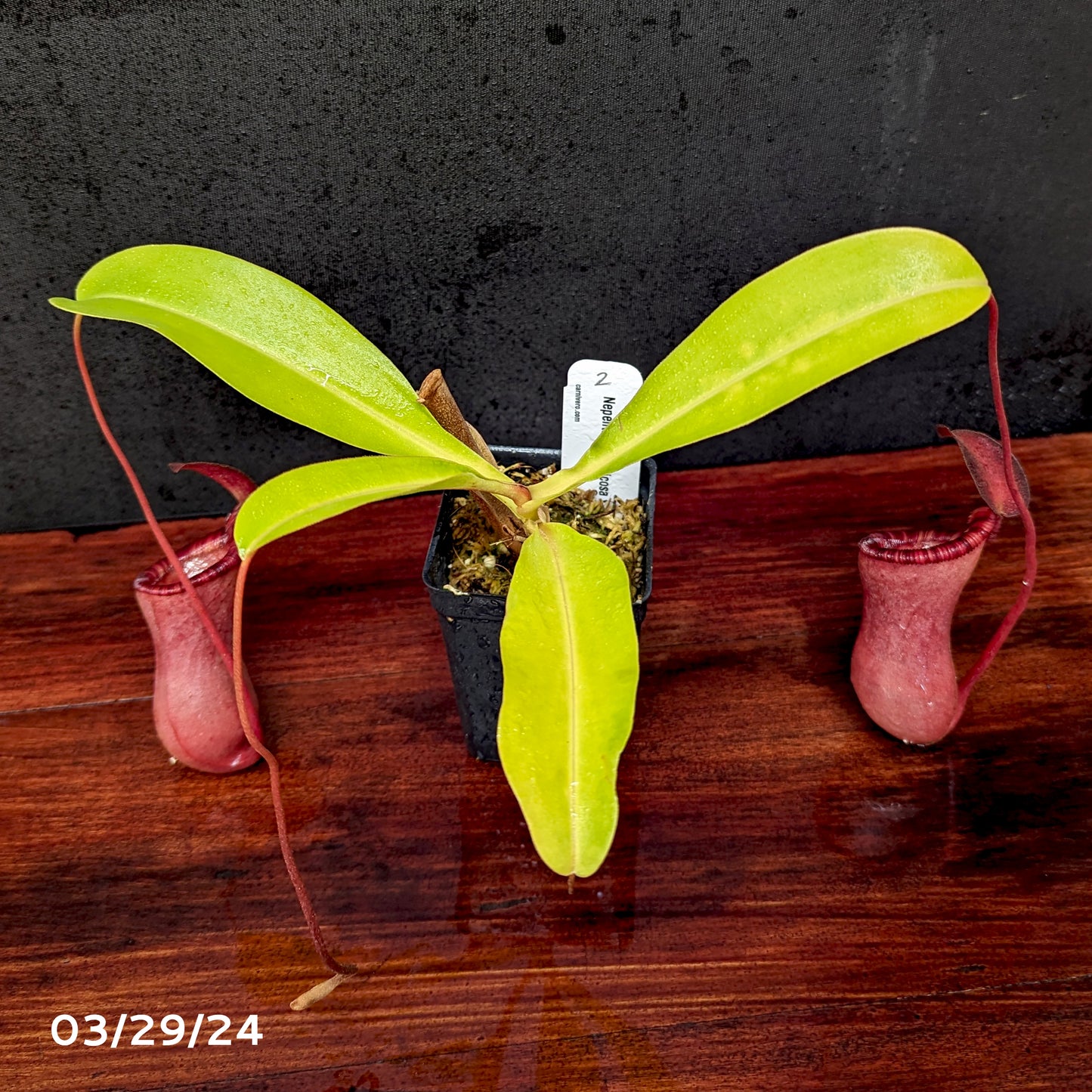 Nepenthes lowii x ventricosa
