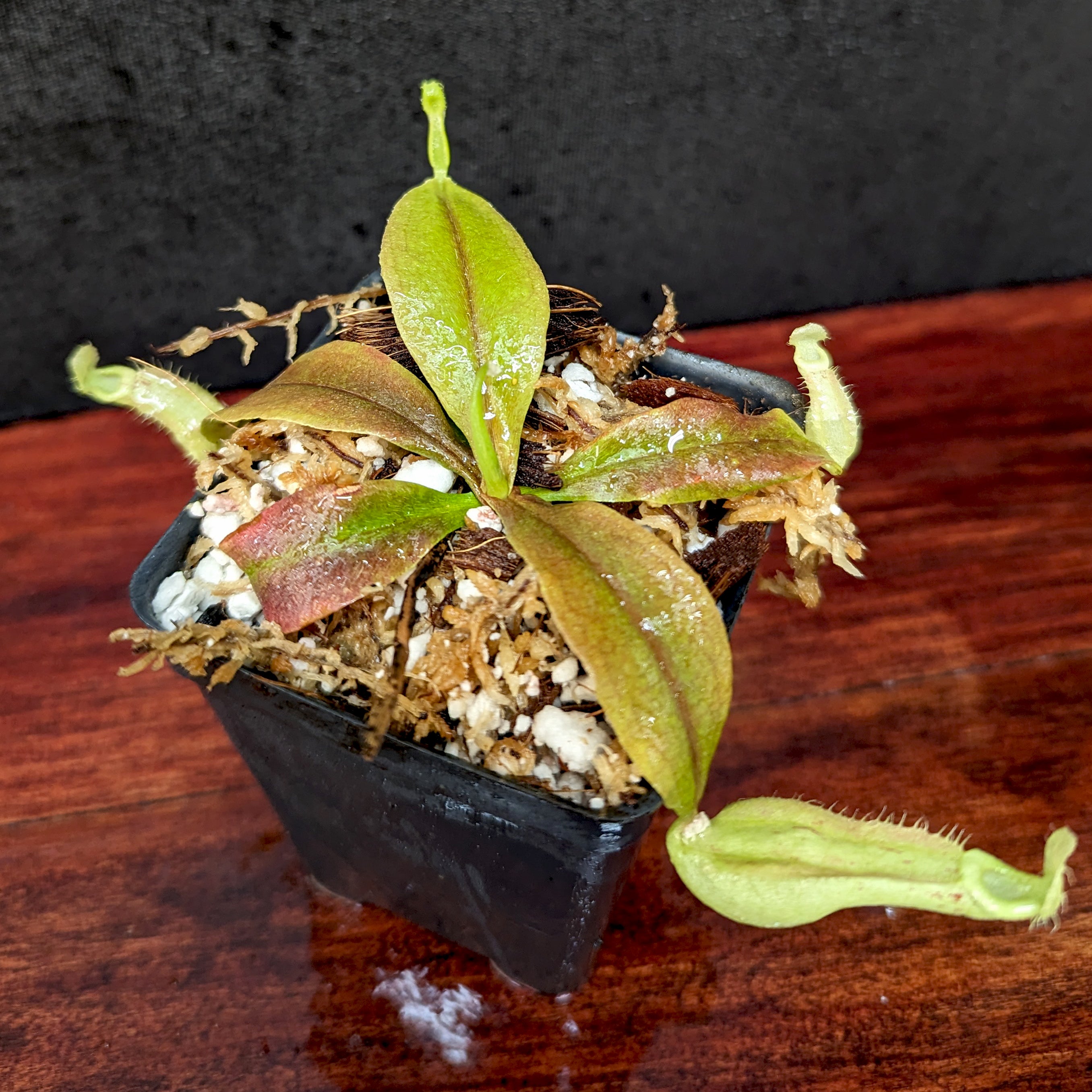 PXL_20240322_200333327.jpg?v=