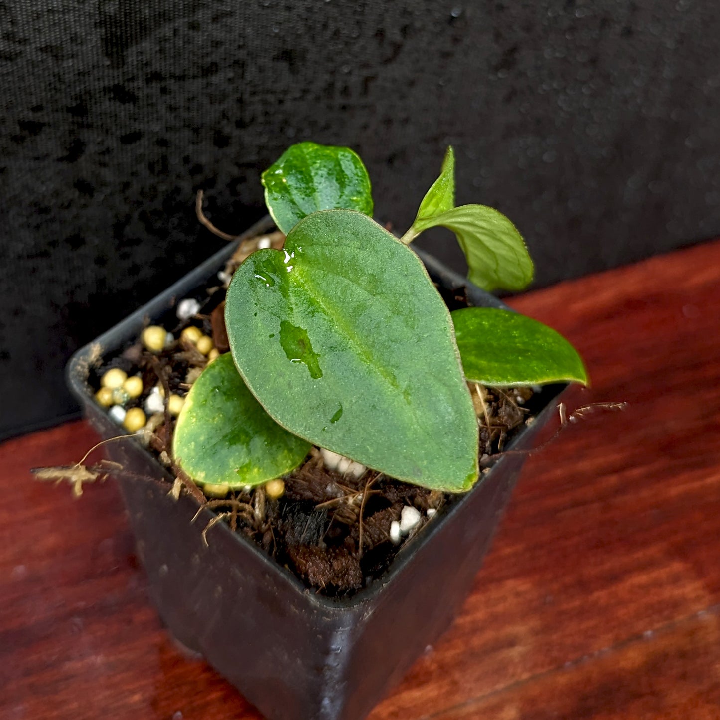 Anthurium Ace of Spades x antolakii (BVEP), CAR-0423