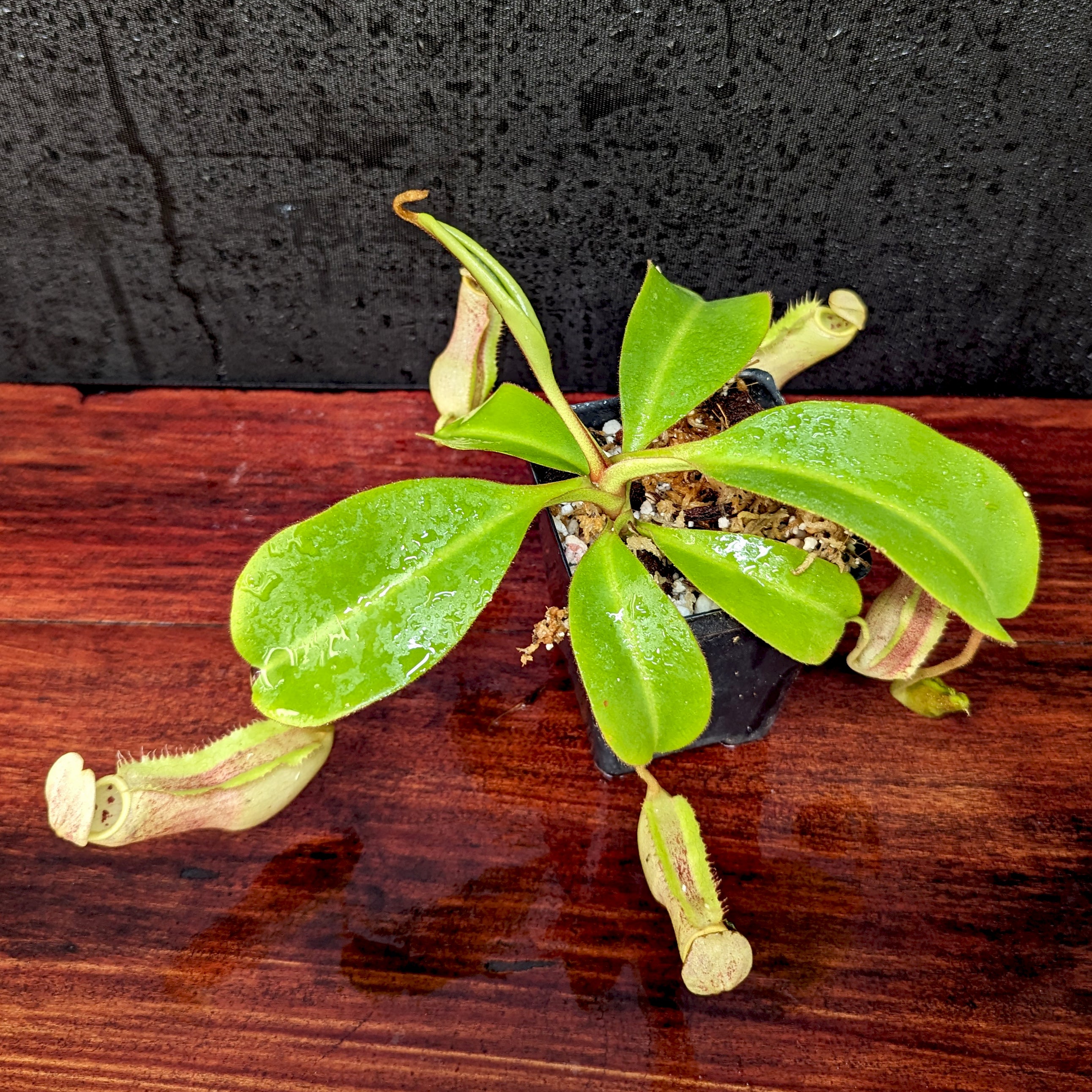 その他 517TOY PXL_20240322_202022612.jpg?v=