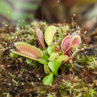 Venus Flytrap- Dionaea muscipula "Red Line" (CK)