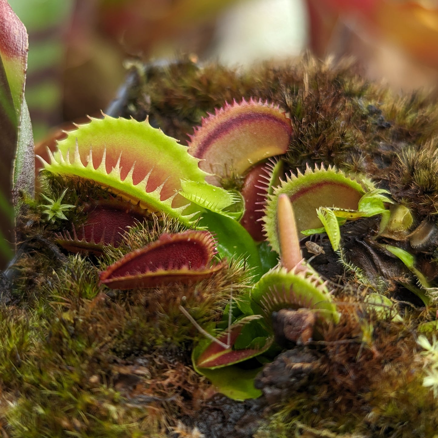 Venus Flytrap- Dionaea muscipula 'Dracula' (Trev's)