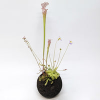 Plant Assortment Pot, Carnivorous Plant Growing Kit with Lava Rock Pot, Punguicula or Bog