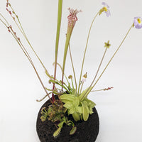 Plant Assortment Pot, Carnivorous Plant Growing Kit with Lava Rock Pot, Punguicula or Bog