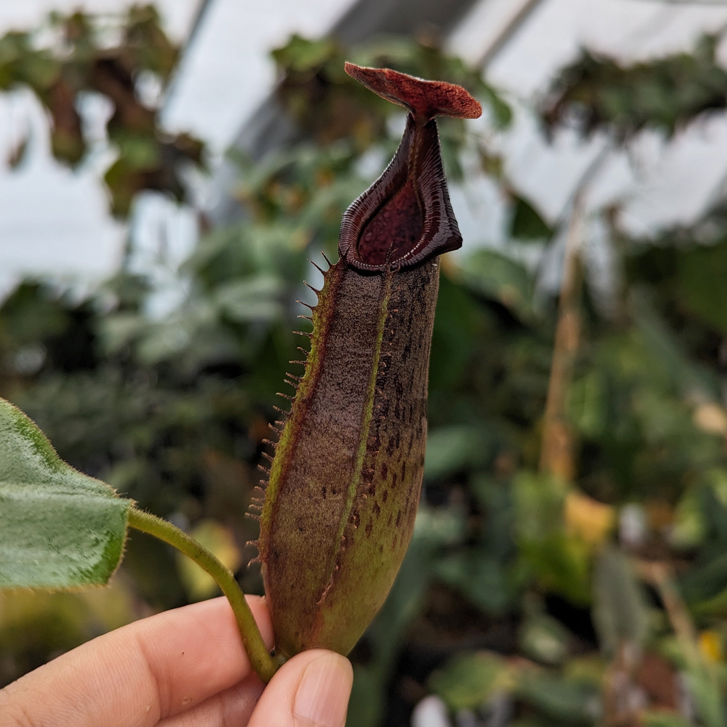 Nepenthes Purple Haze, CAR-0420 – Carnivero