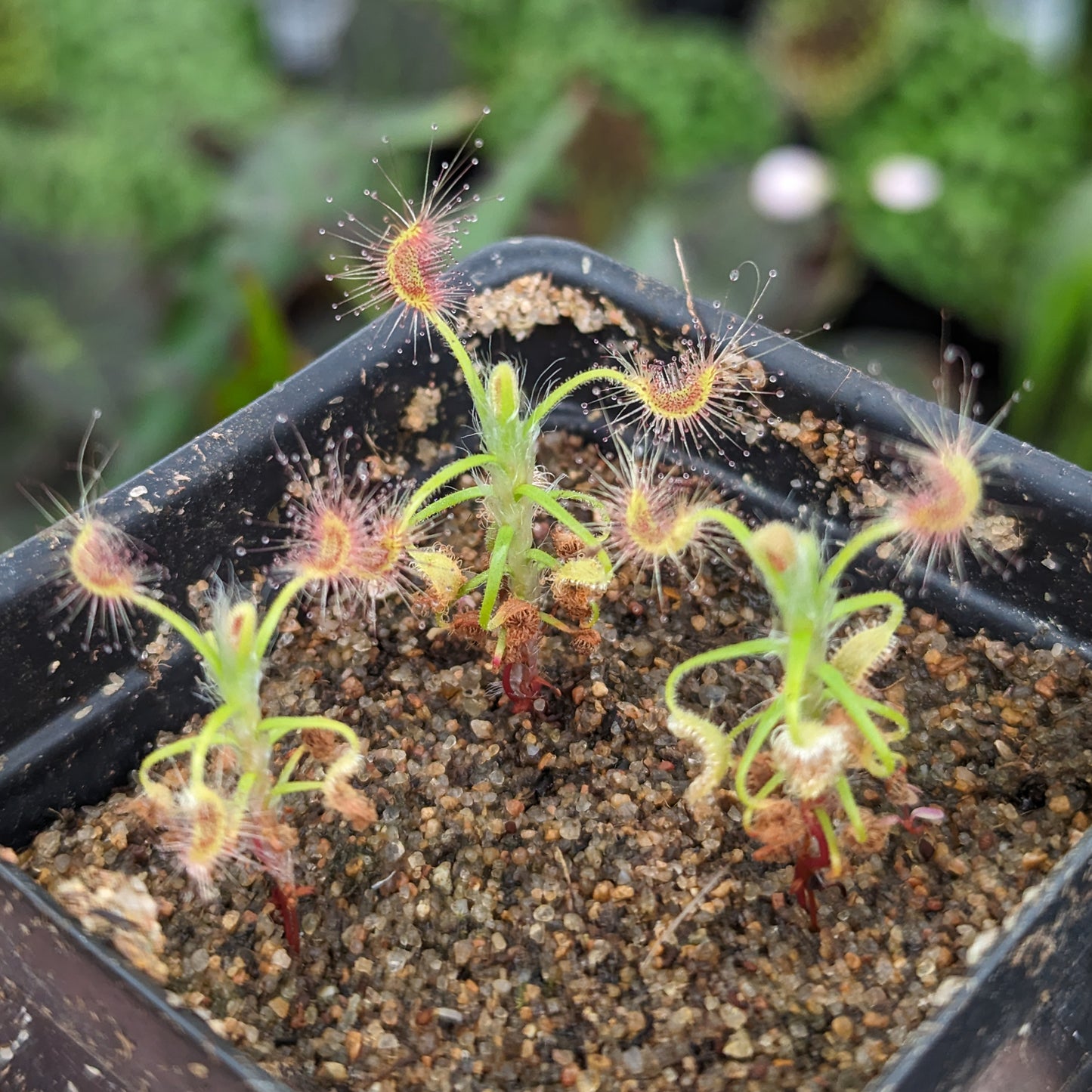 Drosera scorpioides "very light pink Fl.", Shaggy Sundew, Pygmy Sundew