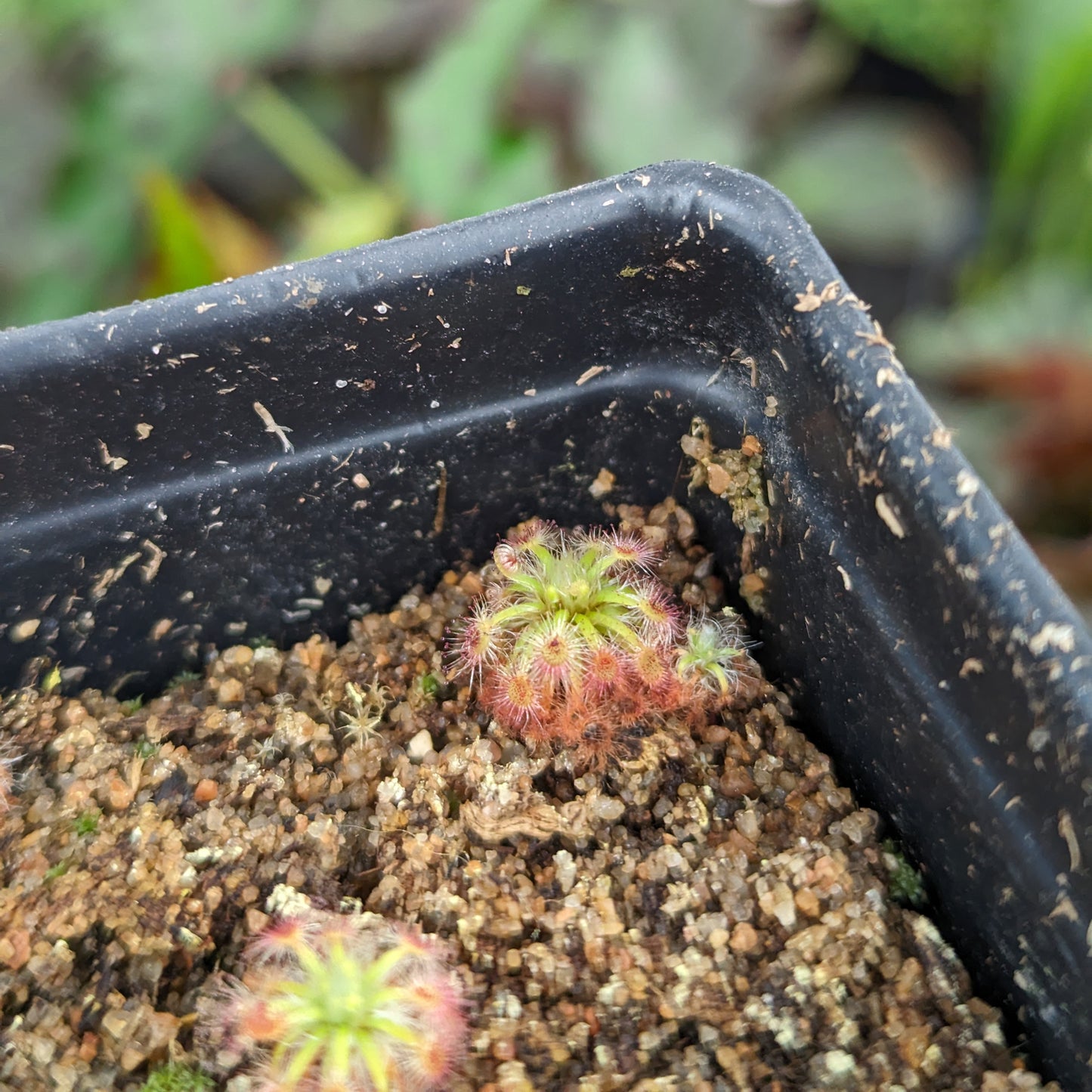 Drosera x Dork's Pink Pygmy Sundew Carnivorous Plant