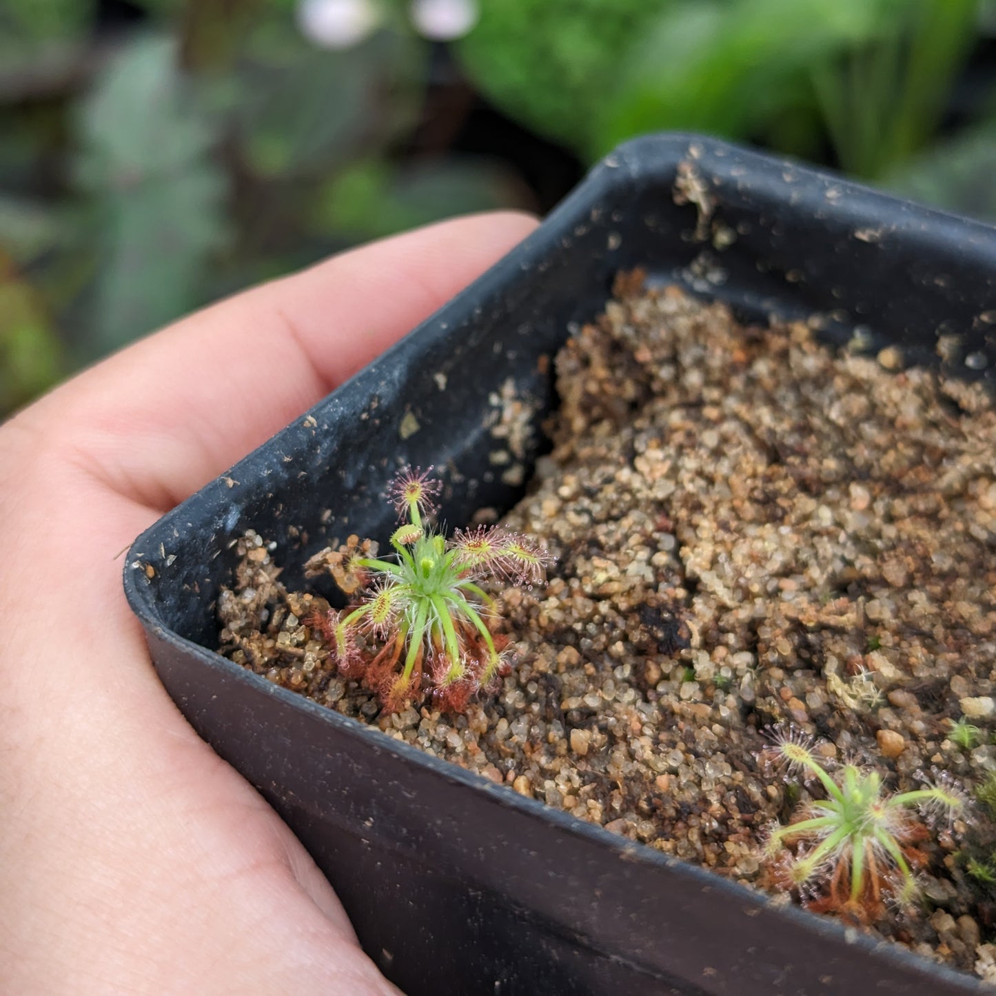 Drosera stelliflora Pygmy Sundew