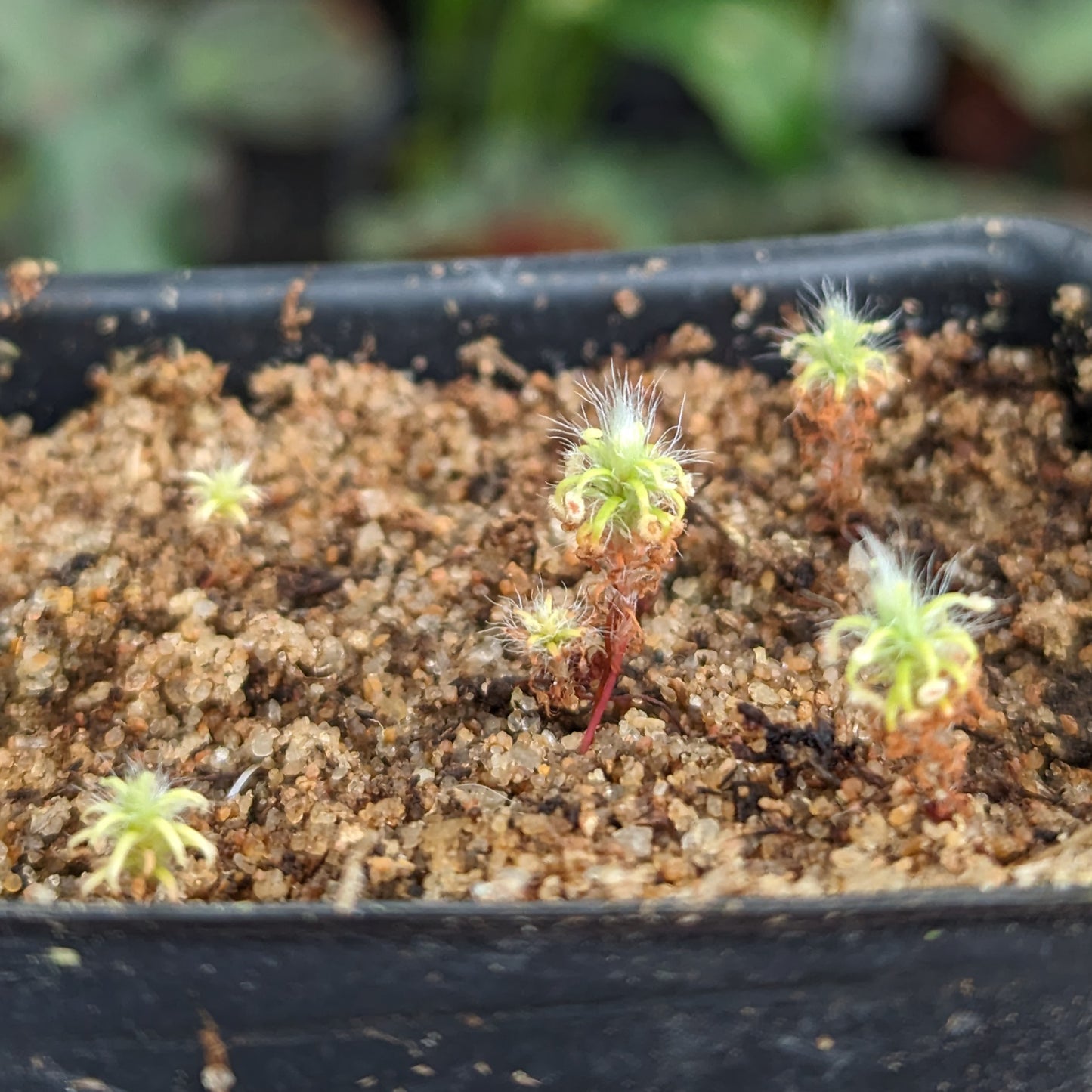 Drosera lasiantha Pygmy Sundew