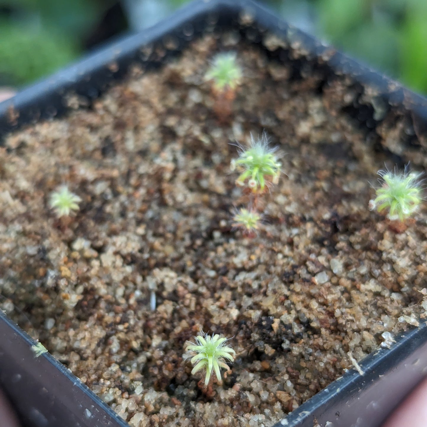 Drosera lasiantha Pygmy Sundew