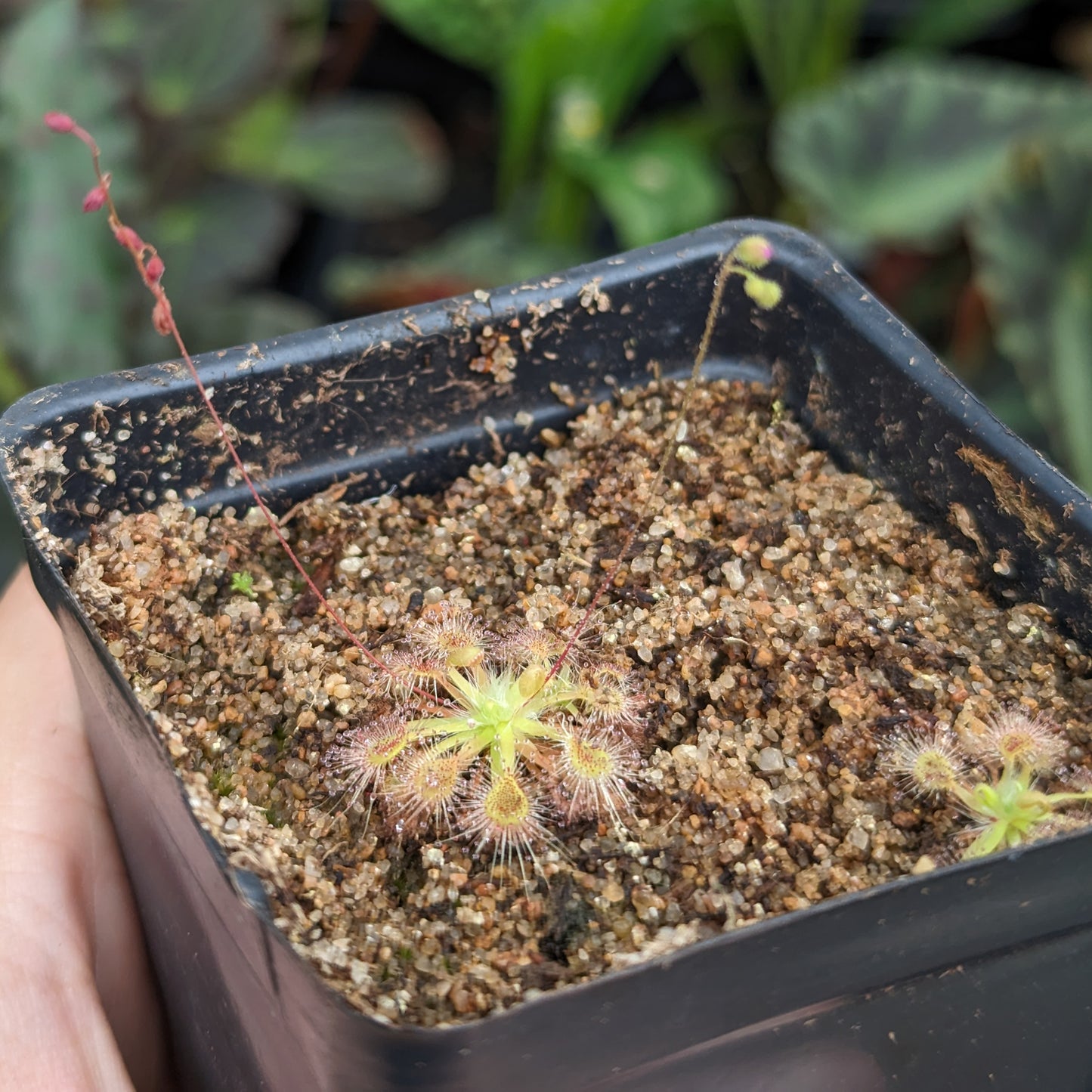 Drosera omissa x pulchella Pygmy Sundew