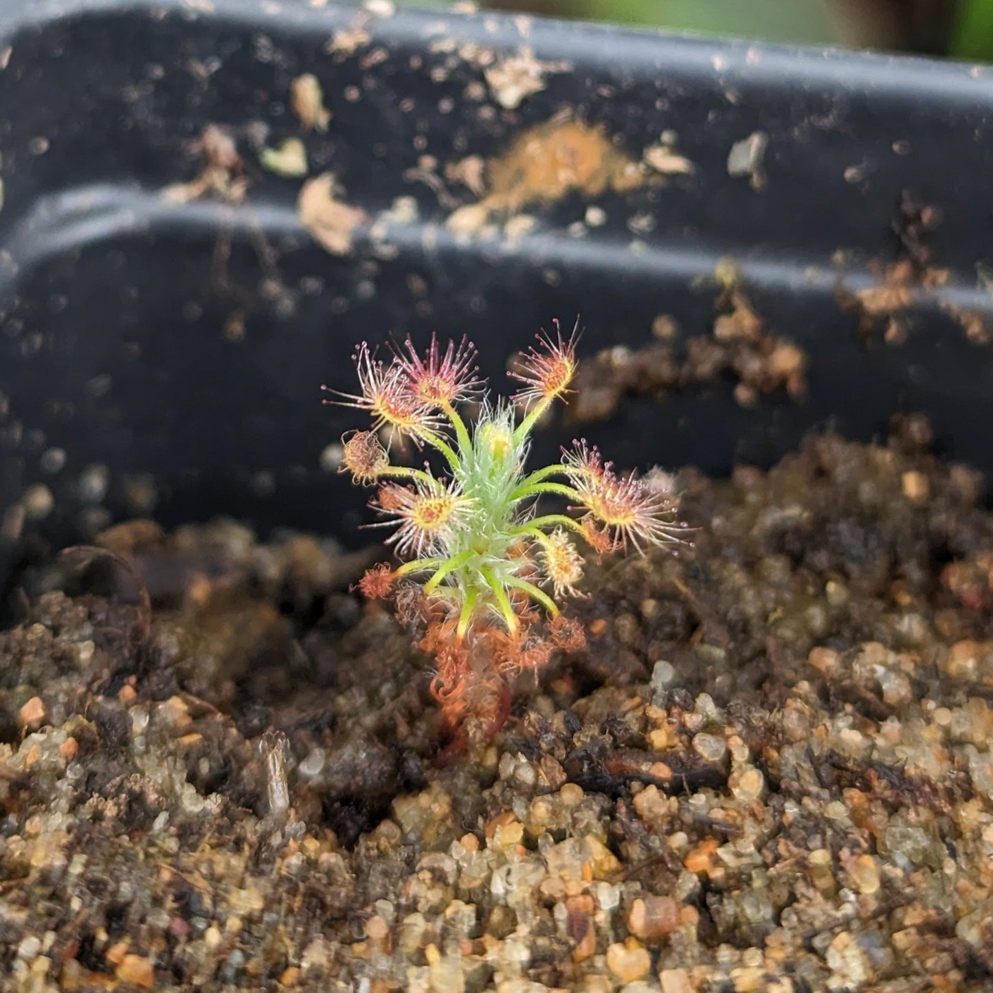 Drosera gibsonii Pygmy Sundew