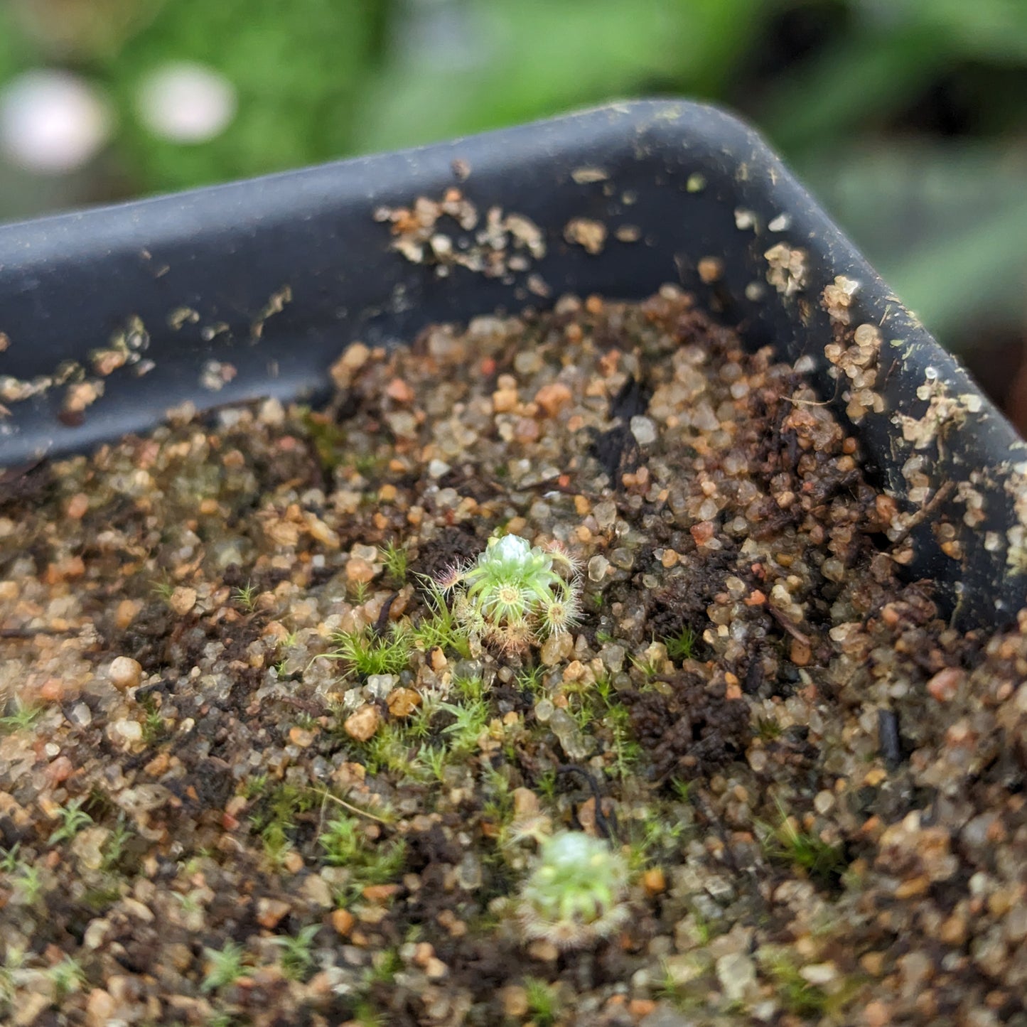 Drosera pycnoblasta Pygmy Sundew