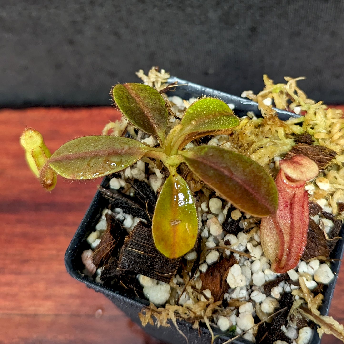 Nepenthes rajah x veitchii 'Gold Rush', BE-4603