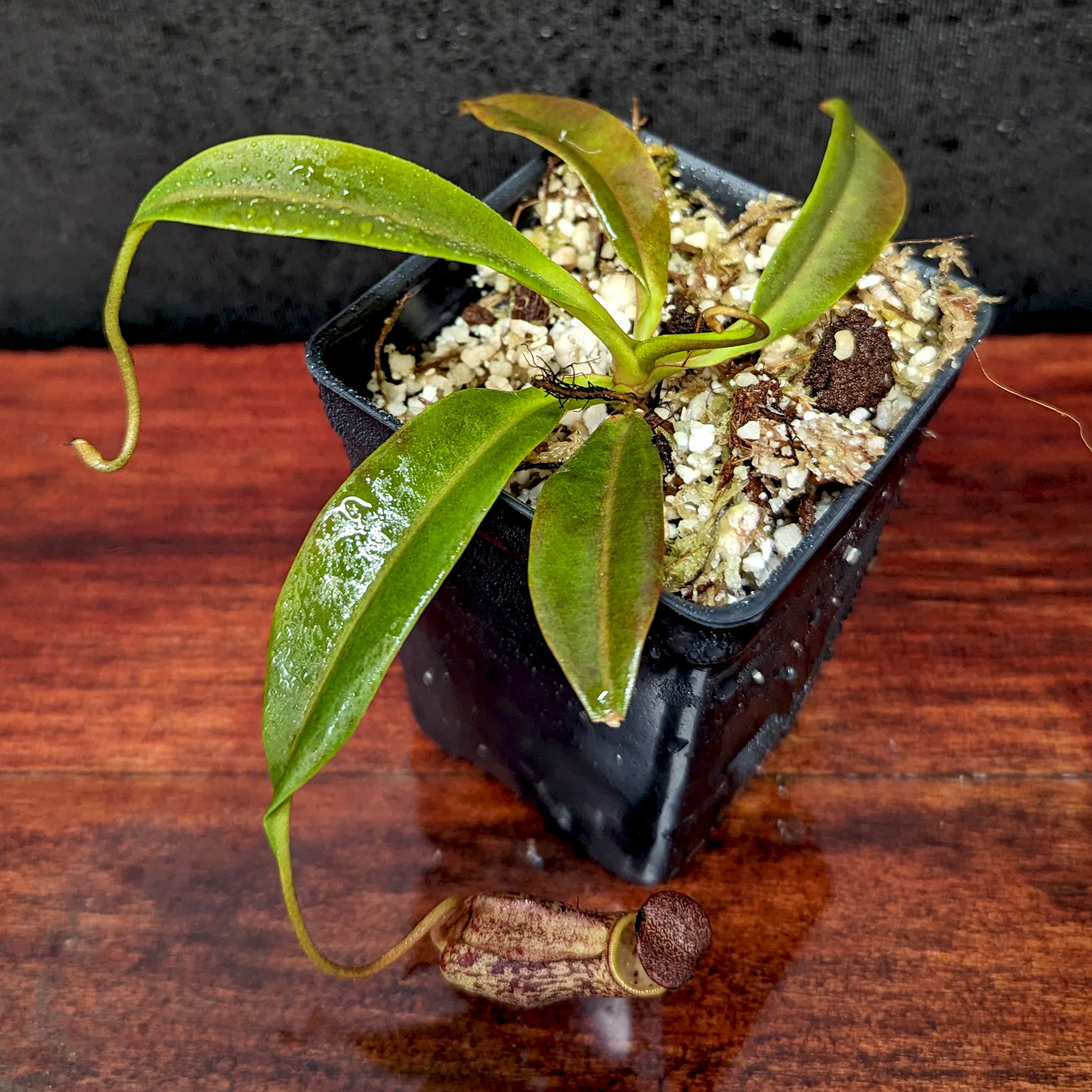 PXL_20240503_163031172_20d2649