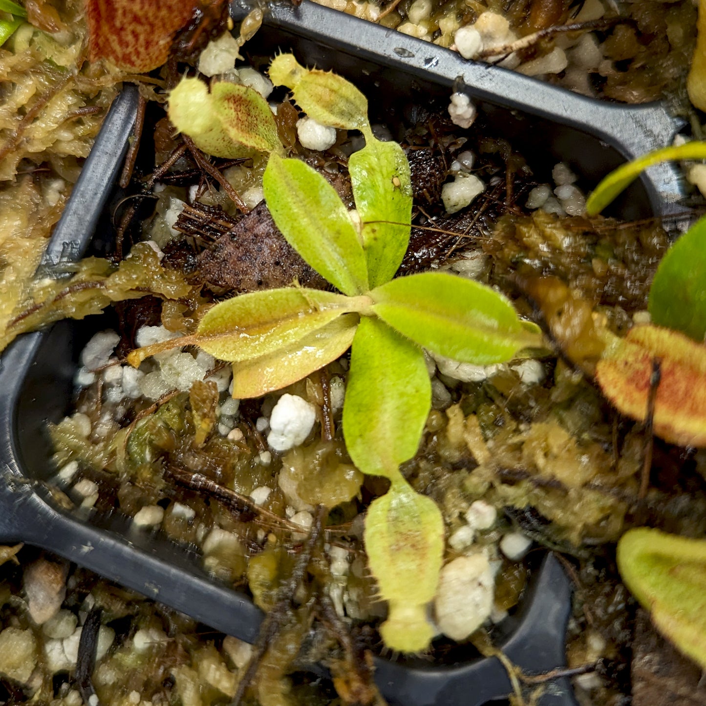 Nepenthes (veitchii x platychila) x Redonkulas, CAR-0165