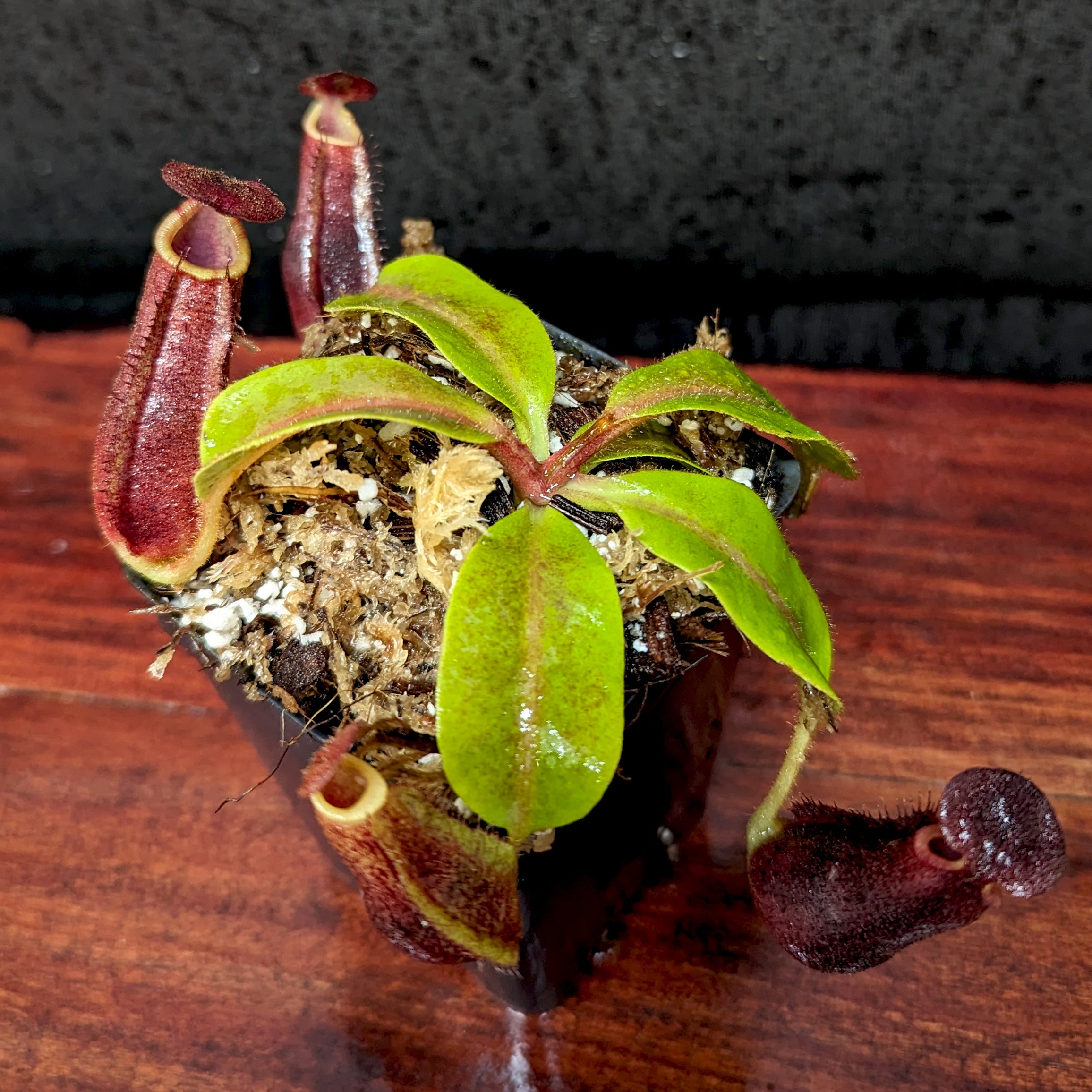 Nepenthes [(lowii x veitchii) x boschiana)] 