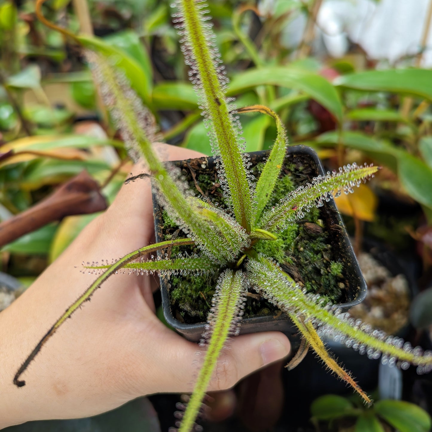 Drosera regia, King Sundew
