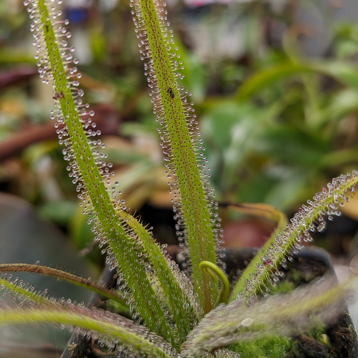 Drosera regia, King Sundew