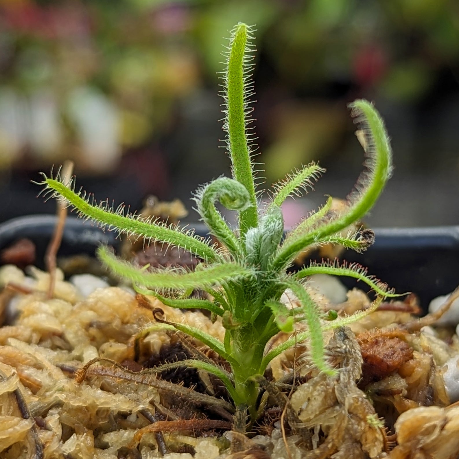 Drosera magnifica, Magnificent sundew – Carnivero Drosera magnifica, Magnificent sundew – Carnivero