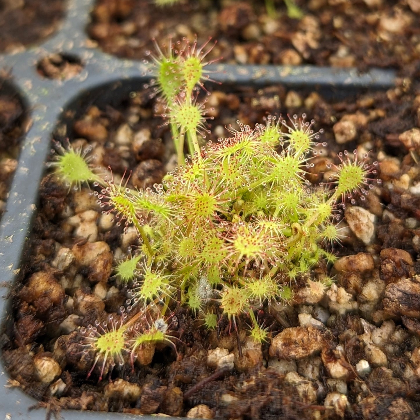 Drosera anglica English Sundew, Great Sundew