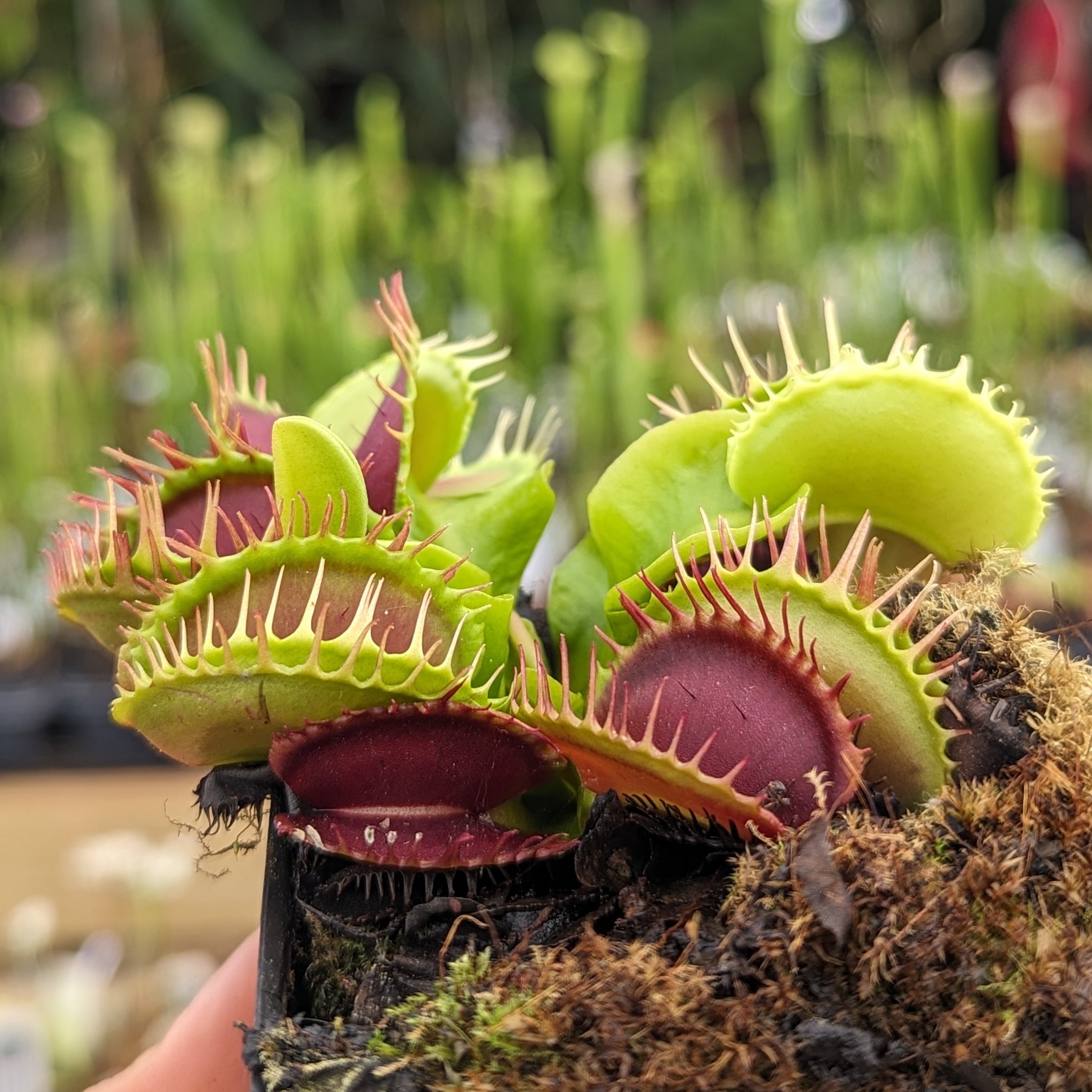 succulent venus flytrap Venus Flytrap- Dionaea muscipula Predator – Carnivero