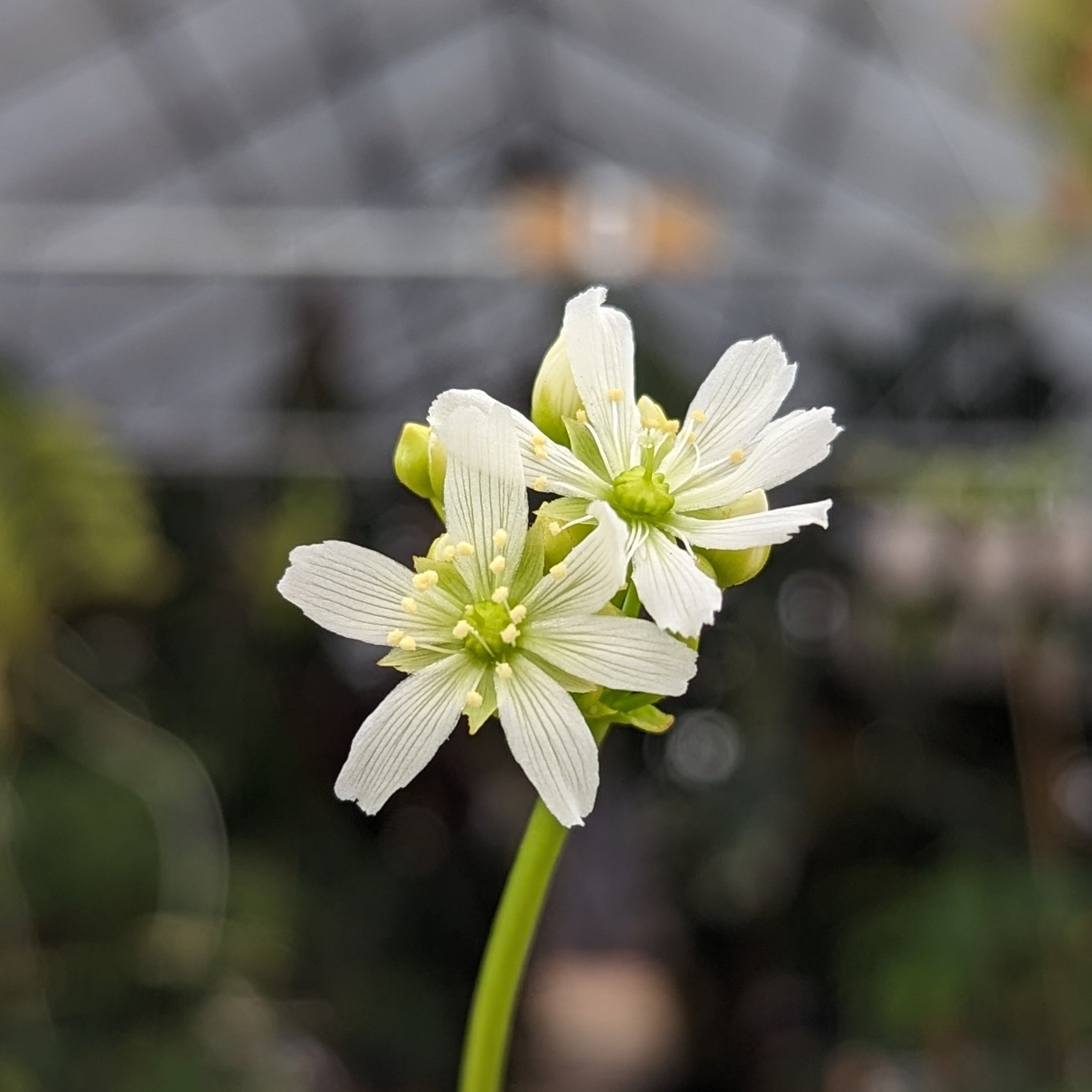 Venus Flytrap- Dionaea muscipula Rogue Sombre – Carnivero