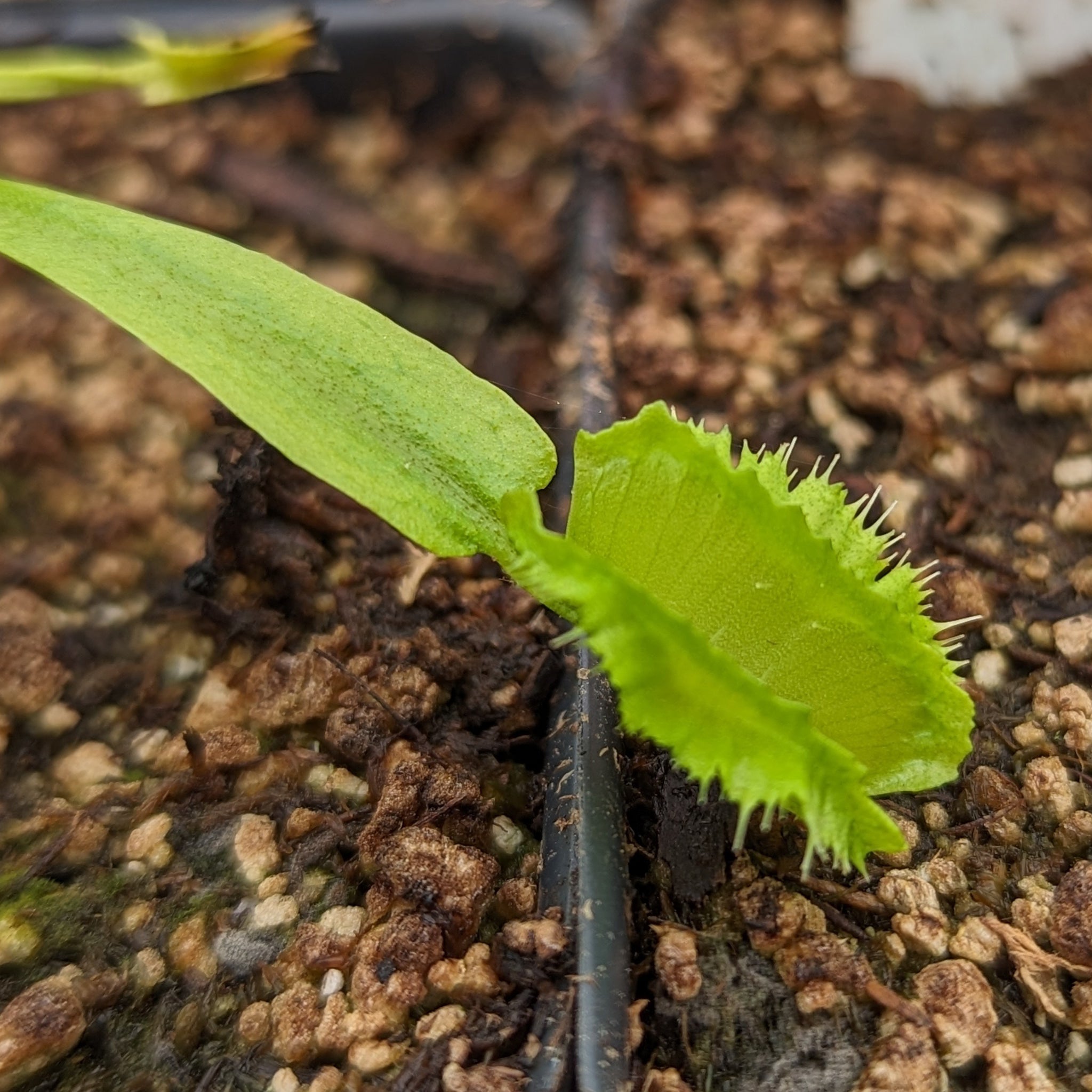 Venus Flytrap- Dionaea muscipula Space – Carnivero