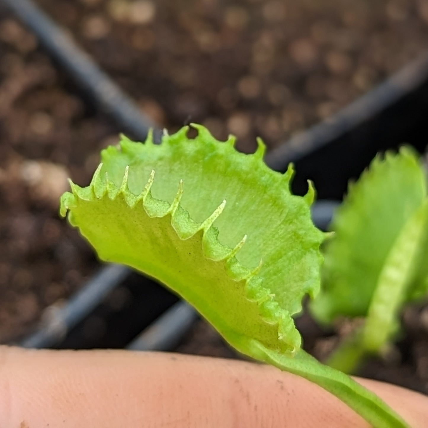 Venus Flytrap- Dionaea muscipula