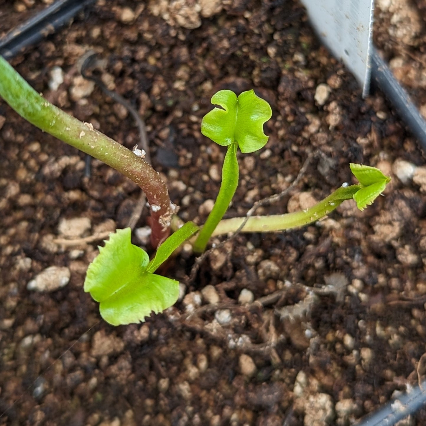 Venus Flytrap- Dionaea muscipula