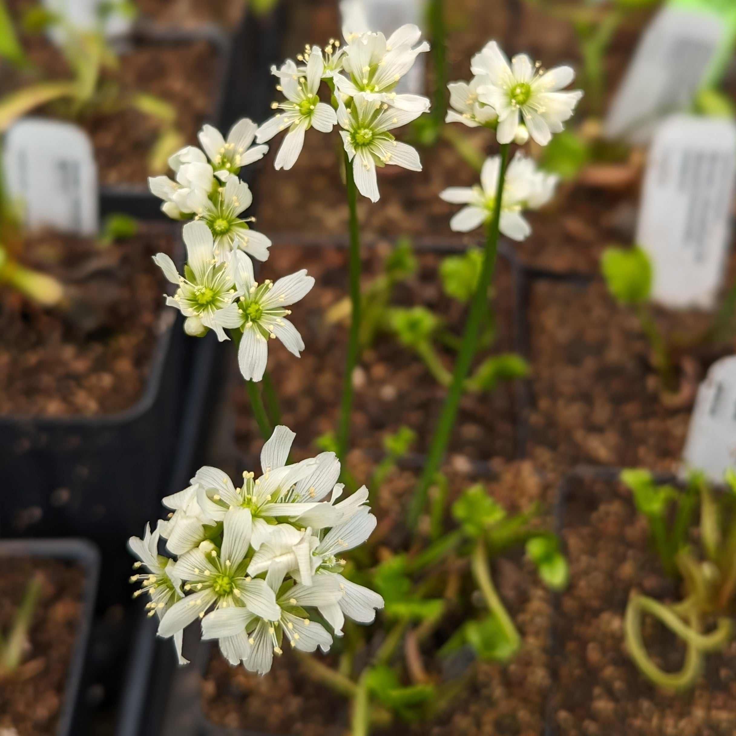 Venus Flytrap- Dionaea muscipula 