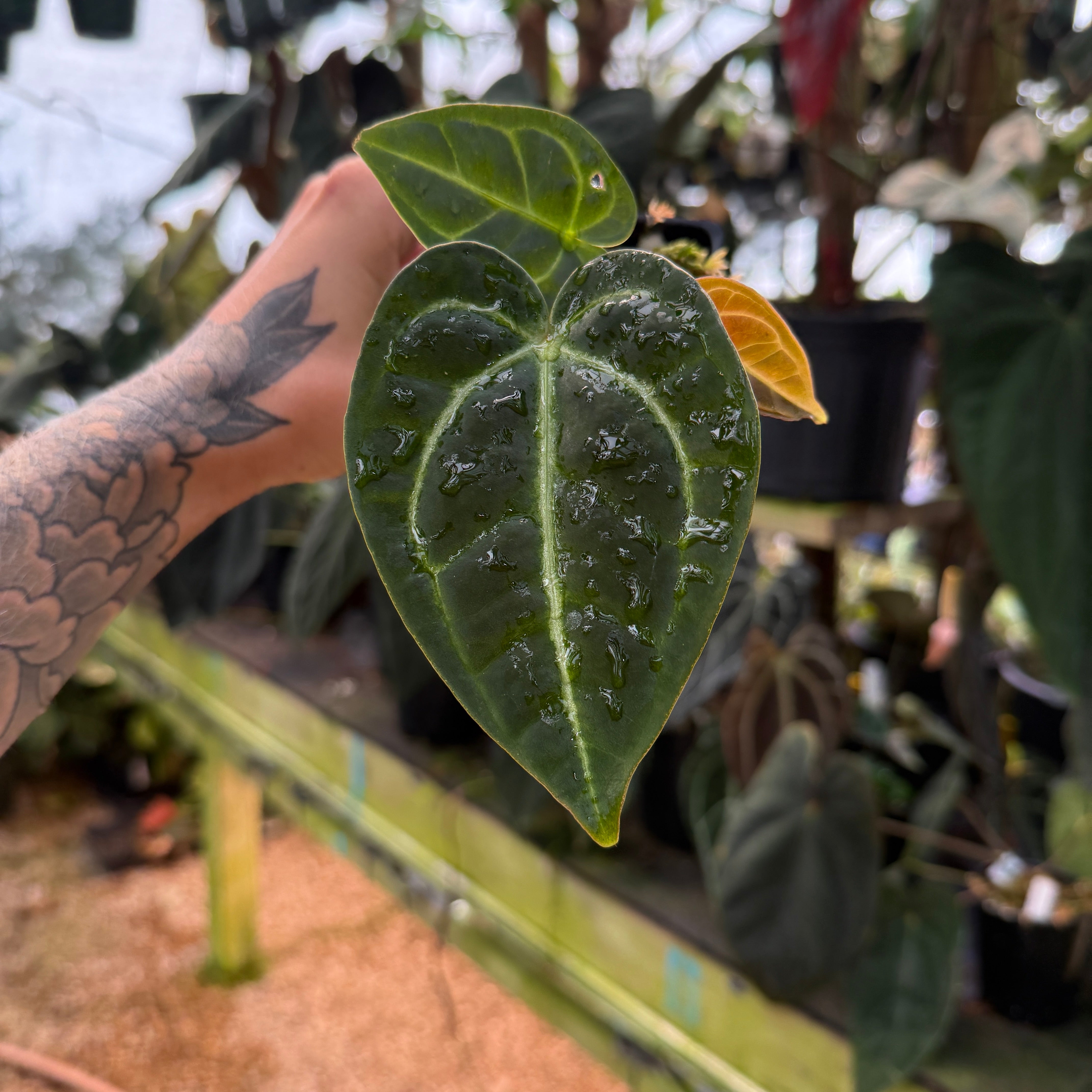 Anthurium Regale x Crystalium アンスリウム Anthurium crystallinum x regale | Plants | GrowTropicals.com