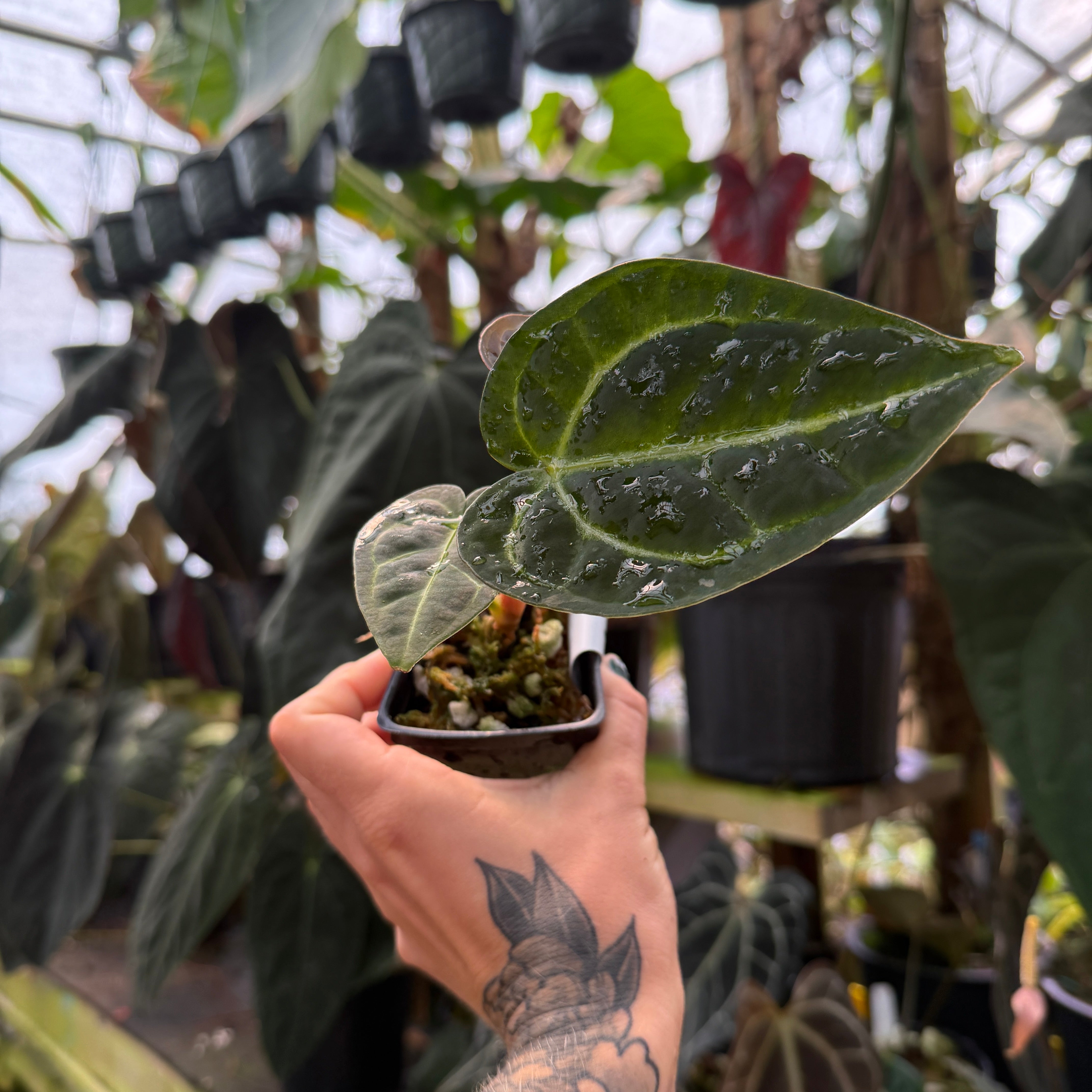 anthurium regale Anthurium regale – Carnivero
