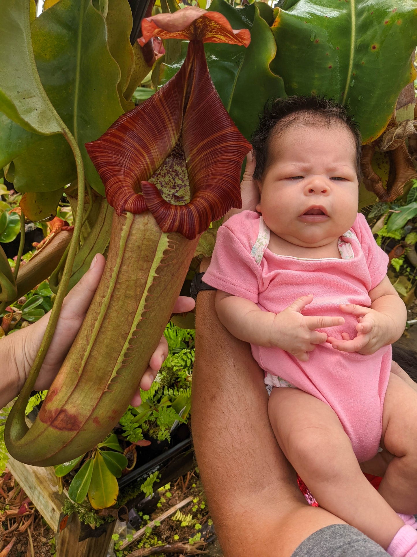 Nepenthes (Song of Melancholy x truncata) #1 x veitchii 'Candy Dreams', CAR-0740