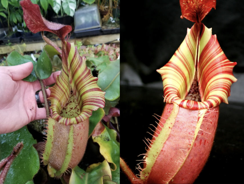 Nepenthes veitchii ( 'Candy CK' x 'Candy Dreams'), CAR-1146