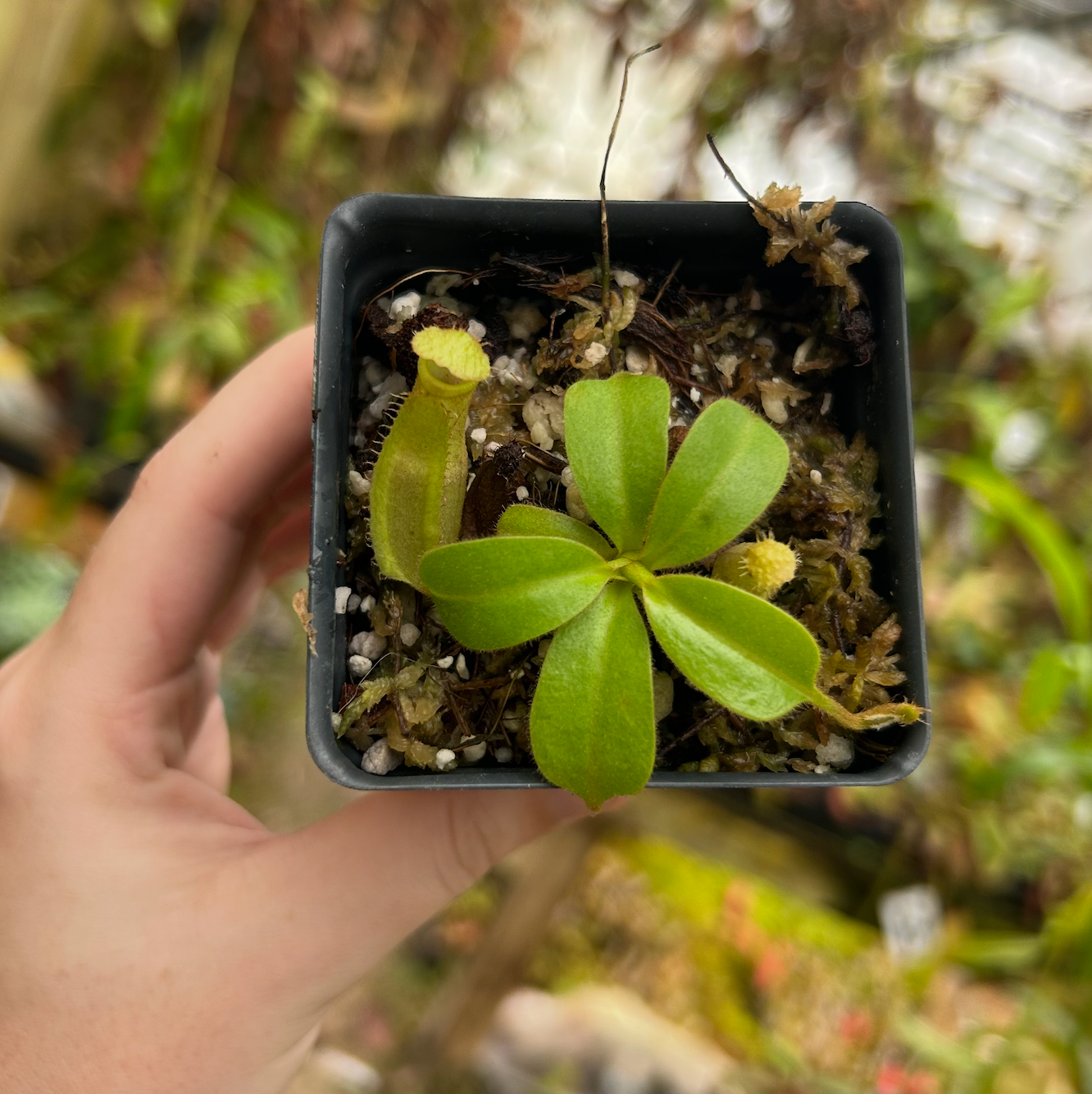 ベンチュラ Nepenthes truncata JB x [(ventricosa x sibuyanensis) x